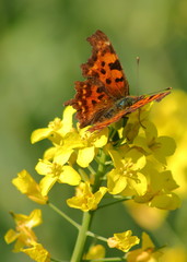 butterfly on flower