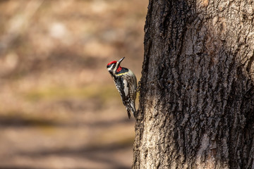  The yellow-bellied sapsucker (Sphyrapicus varius) is a medium-sized woodpecker that breeds in Canada and the north-northeastern United States.