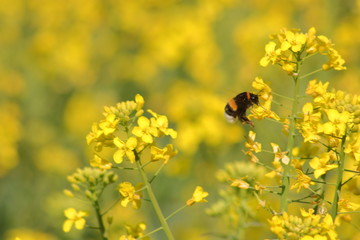bumblebee on yellow flower