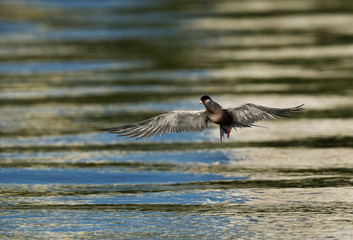 White-cheeked Tern fishing