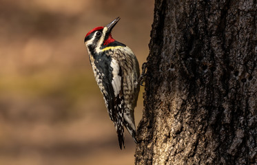  The yellow-bellied sapsucker (Sphyrapicus varius) is a medium-sized woodpecker that breeds in...