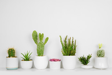 Unique set of house plants on a shelf. Succulents and cacti in a row. Side view on white shelf against a white wall.