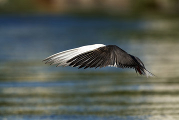 White-cheeked Tern hovering to fish