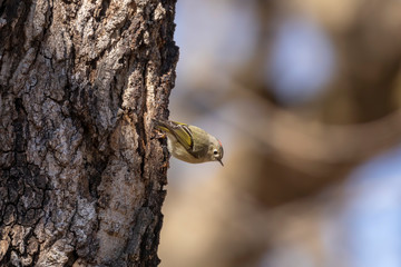 Ruby-crowned Kinglet. In the spring, woodpeckers make holes in a tree from which sweet sap flows.
Other birds also fly to these places, drinking this sweet sap