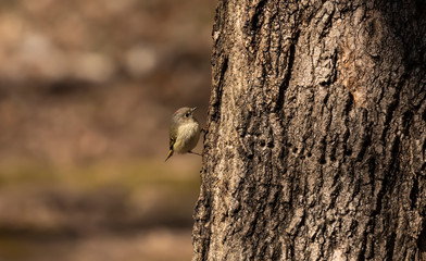 Ruby-crowned Kinglet. In the spring, woodpeckers make holes in a tree from which sweet sap flows.
Other birds also fly to these places, drinking this sweet sap