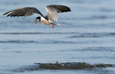White-cheeked Tern after a dive with a fish