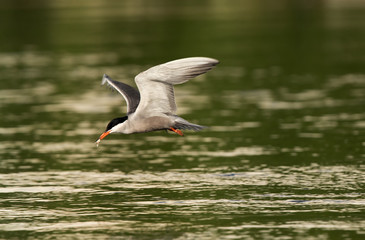 White-cheeked Tern fishing against green background