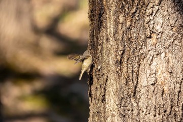 Ruby-crowned Kinglet. In the spring, woodpeckers make holes in a tree from which sweet sap flows.
Other birds also fly to these places, drinking this sweet sap
