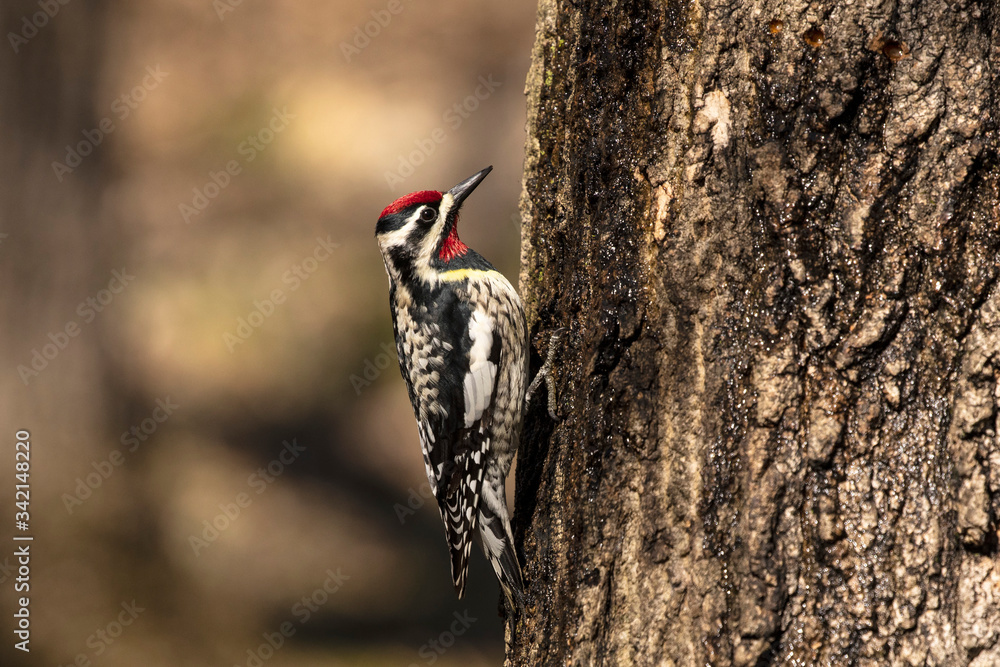 Canvas Prints  The yellow-bellied sapsucker (Sphyrapicus varius) is a medium-sized woodpecker that breeds in Canada and the north-northeastern United States.