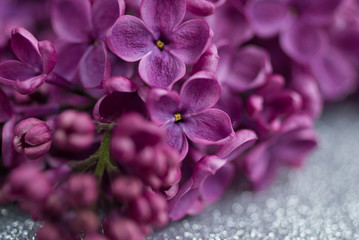 beautiful bunch of purple lilac close-up