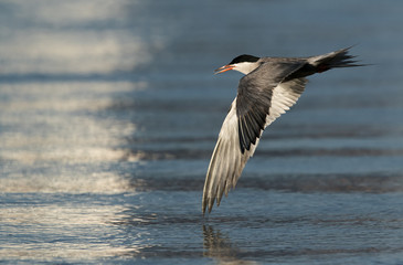 Fototapeta na wymiar White-cheeked Tern flying with display of full streched wings