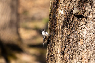 Black-capped Chicadee.  In the spring, woodpeckers make holes in a tree from which sweet sap flows.
Other birds also fly to these places, drinking this sweet sap