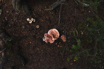 a mushroom on the forest floor
