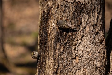 Golden and Ruby crowned Kinglets. In the spring, woodpeckers make holes in a tree from which sweet sap flows.
Other birds also fly to these places, drinking this sweet sap