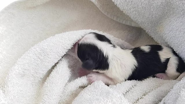 a small black and white Shih-tzu puppy just after birth wrapped in a towel squeaks calling his mother