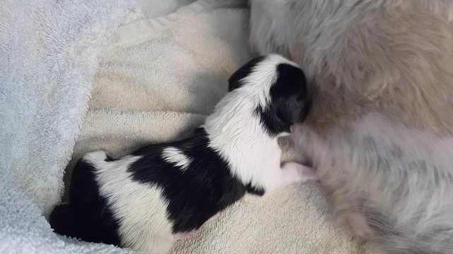 a small black and white Shih-tzu puppy just after birth wrapped in a towel squeaks calling his mother