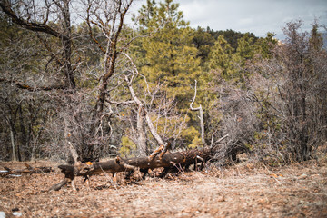 Grand Canyon Nationalpark, Arizona, USA