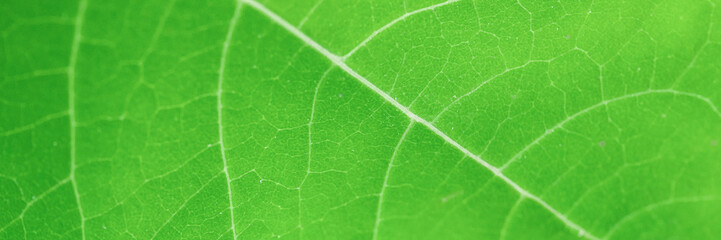 green leaf close-up, abstract flora texture