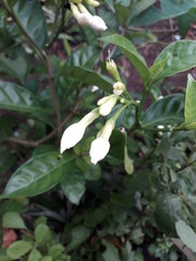 lily of the valley in the forest