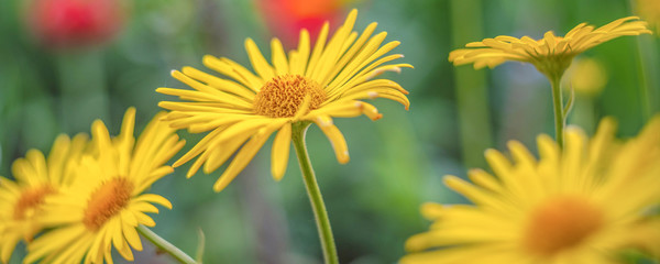 yellow daisies among greenery in the garden