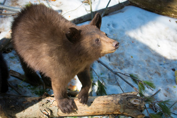 Bears at Adirondack Wildlife Refuge Upstate New York