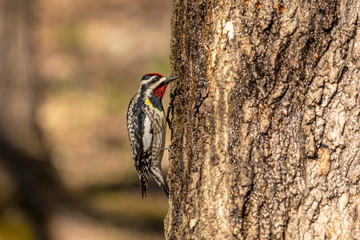  The yellow-bellied sapsucker (Sphyrapicus varius) is a medium-sized woodpecker that breeds in Canada and the north-northeastern United States.