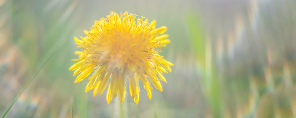 Spring flowers under the bright sun among greenery, selective focus, bokeh