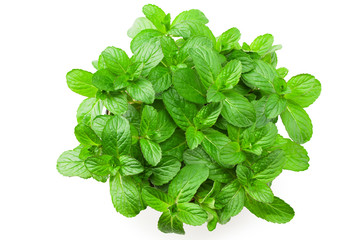 Fresh mint plant in a pot isolated on white background. top view © Eywa