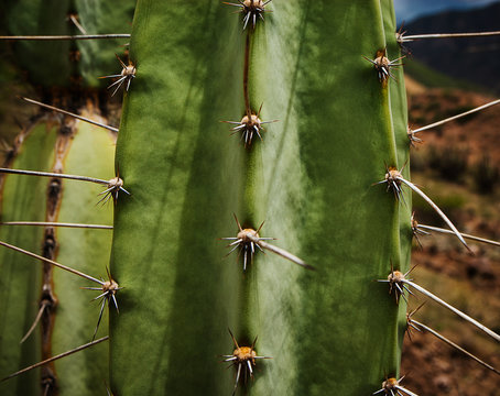 cactus close up, Colca Canyon, Peru, South America