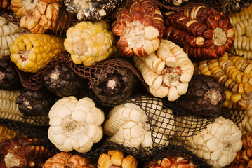 Multi colored dried corn, Cusco, Peru, South America