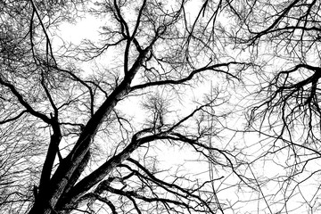 Black silhouette of the branches of a large tree on a white background