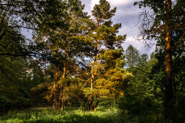 Fototapeta na wymiar Pine trees in a forest clearing in the sun 2