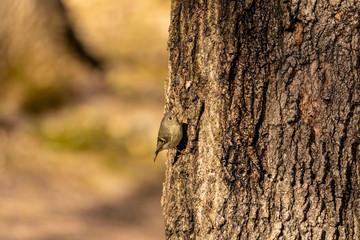 Ruby-crowned Kinglet. In the spring, woodpeckers make holes in a tree from which sweet sap flows.
Other birds also fly to these places, drinking this sweet sap