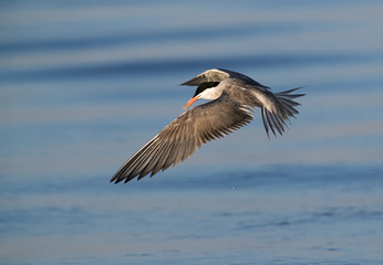 Fototapeta na wymiar White-cheeked Tern hovering