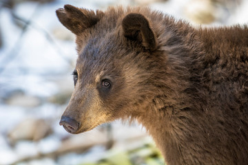 Bears at Adirondack Wildlife Refuge Upstate New York