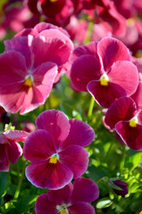 Fototapeta na wymiar pansy flower beautiful bright pink flowers in the flowerbed on a summer day