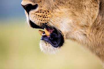 A lioness in Nairobi National park on 7th April 2020. - obrazy, fototapety, plakaty