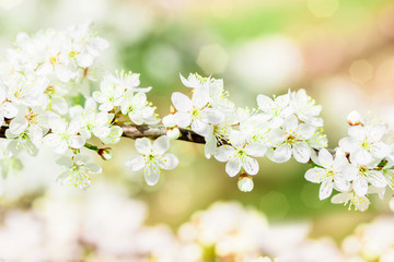 cherry blossoms, close up, pink flowering tree. The concept of spring