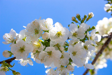 A branch of cherry tree with blossom on a background of blue sky. Clear, sunny, spring day.