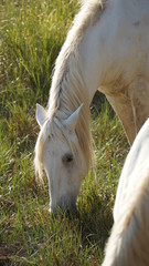 caballo blanco