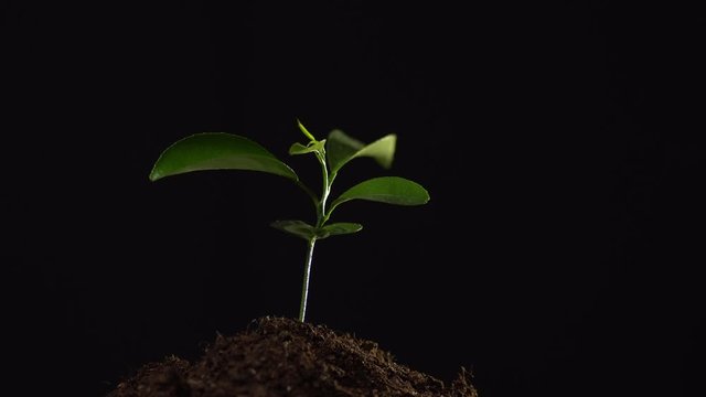 Close up of small plant in a handful of soil in smoke isolated on black background. Concept of ecology, environmental protection, air pollution, destruction of rare plants