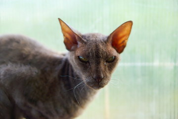 Sphynx cat looking at camera