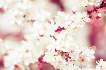 Flowering pink cherry. Sakura in spring close up. Spring concept