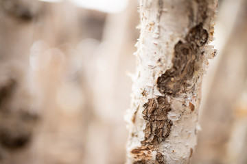 Closeup Birch Branch