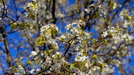 spring tree branches with white flowers against a blue sky