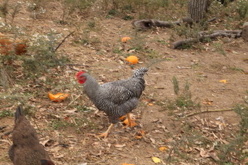 ONE CHICKEN CLOSEUP GROUND HAS ORANGE PEEL 