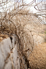 Obraz premium Overgrown Retaining Wall