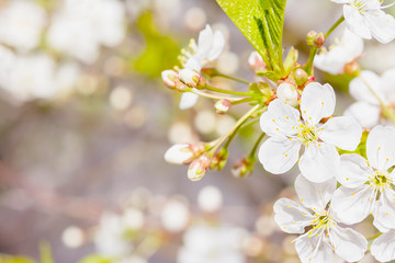 Bright sunny photo with copy space. Flowering cherry close-up. Template for beautiful spring cards.