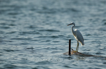 Western reef egret white morphed perched on a fishing net