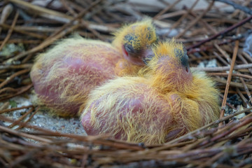 Obraz premium two little yellow newborn pigeon chicks lie naked without feathers and alone in the nest on the balcony, waiting for parents shaking because of the cold